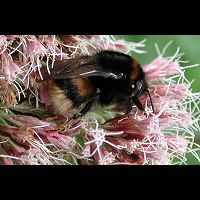 picture Earth Bumblebee