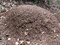 foto van mierenhoop, mierennest, Behaarde rode bosmier, Formica rufa