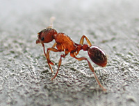picture Common Red Ant, European Fire Ant, Myrmica rubra