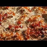 picture Common Red Ant, European Fire Ant, Myrmica rubra