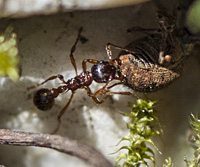 picture Common Red Ant