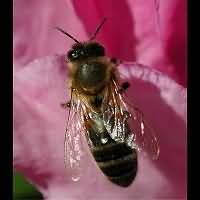 picture Honeybee