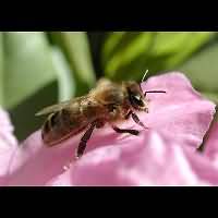 picture Honeybee