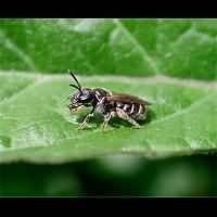 picture Sweat Bee