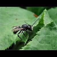 picture Megachile species