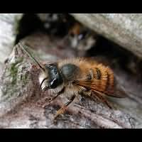 picture Red Mason Bee