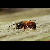 picture Red Mason Bee