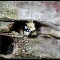 picture Red Solitary Bee