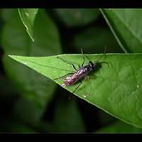 picture Spider Wasp