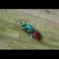picture Common Cuckoo Wasp