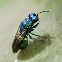 picture of Pseudomalus violaceus