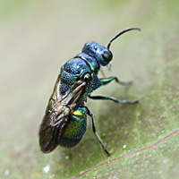 picture of Pseudomalus violaceus