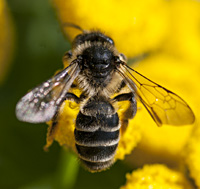 picture of mining bee Andrena denticulata