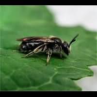 picture Miniature Mining Bee