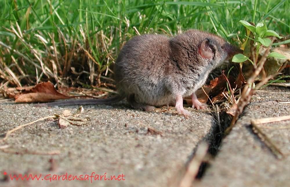 Shrew Photo