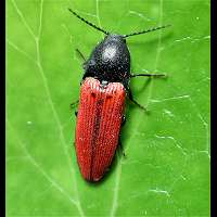 Photograph of a click beetle