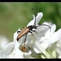 Photograph of a longhorn beetle