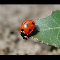Photograph of a Lady Beetle