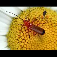 Photograph of a soldier beetle