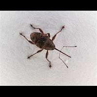 Photograph of a Weevil