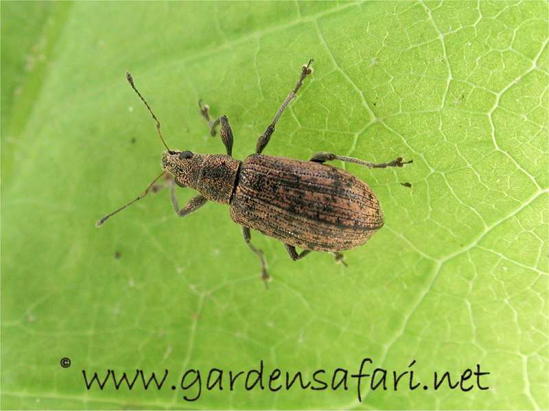 Gardensafari Beetles And Other Insects With Lots Of Pictures Another Polydrusus Species And A Rather Brown