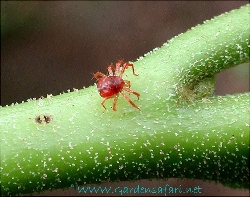 Gardensafari Mites And Ticks With Lots Of Pictures These