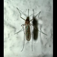 Photograph of a Gnat