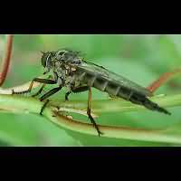 picture of Common Awl Robberfly