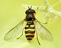 Photograph of a Hoverfly