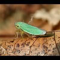 Photograph Cicadella viridis
