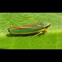 picture Rhododendron Leafhopper
