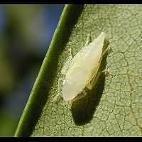 photograph Graphocephala fennahi larva