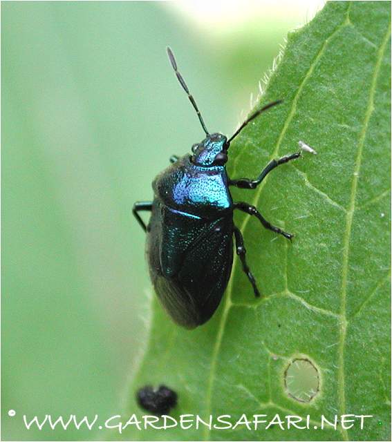 Gardensafari Shield Bugs With Lots Of Pictures Photograph Blue Bug